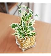 多肉植物　桃太郎　6cmポット 多肉植物 桃太郎 6cmポット